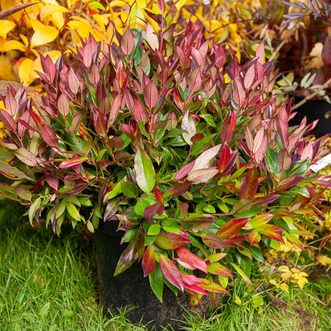 Leucothoe rouge