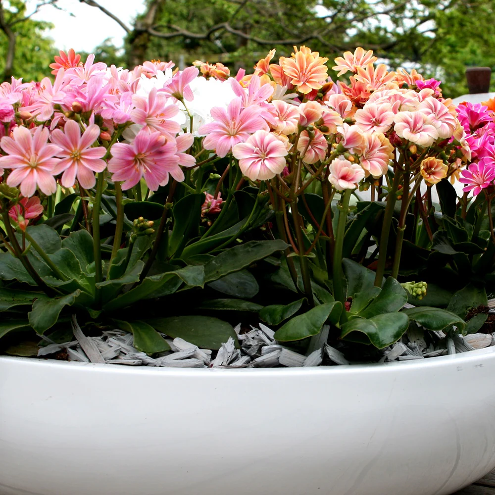 3 Lewisia Elise en mélange - Image 2