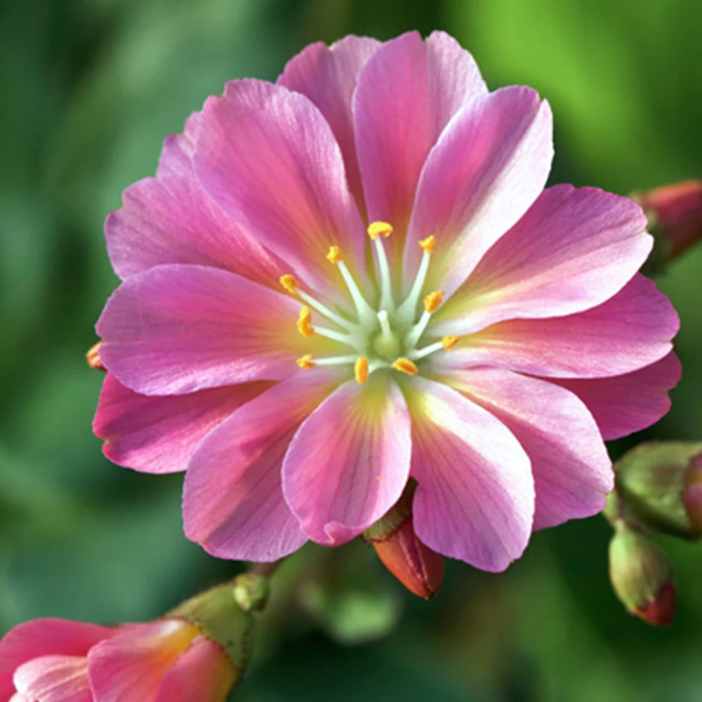Lewisia Hybrides Sunset Strain