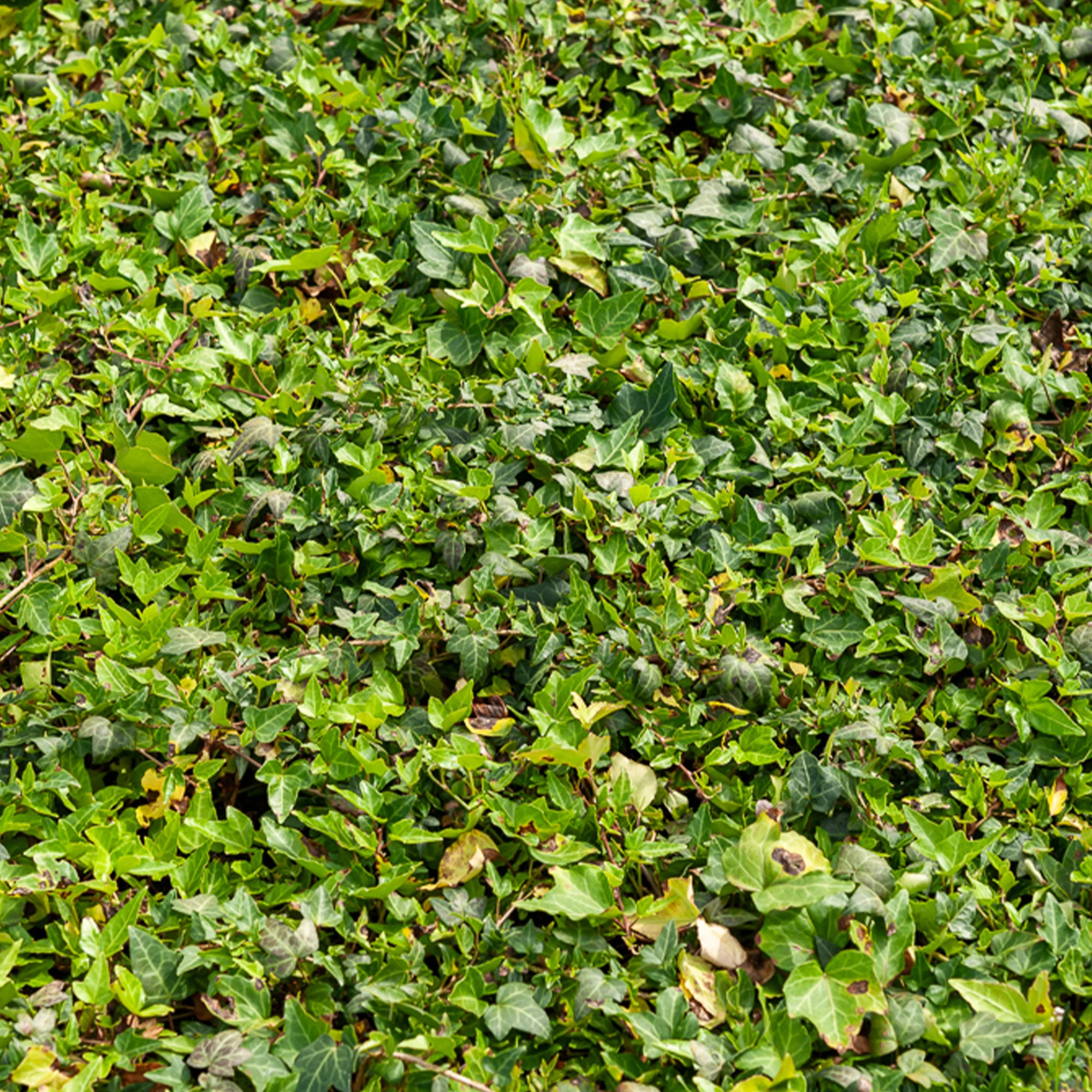Lierre commun nain Shamrock
