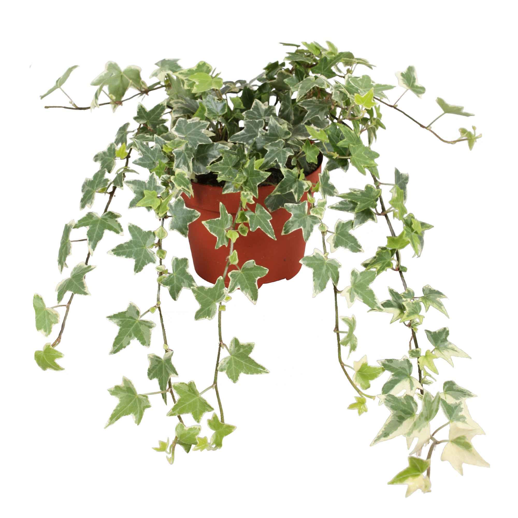 Lierre grimpant Hedera 'Eva'  - Plante suspendue - Image 3