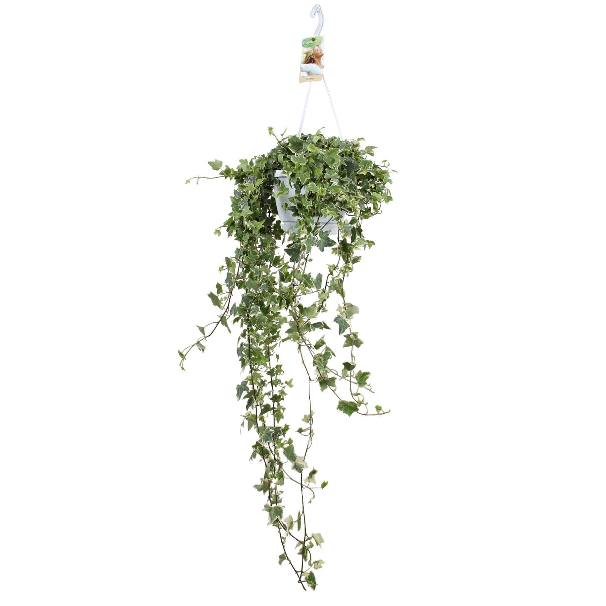Lierre grimpant Hedera 'Eva'  - Plante suspendue - Image 4