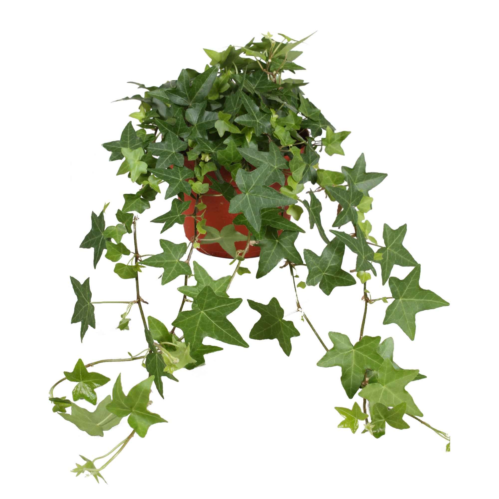 Lierre grimpant Hedera 'Pittsburgh'  - Plante suspendue - Image 2