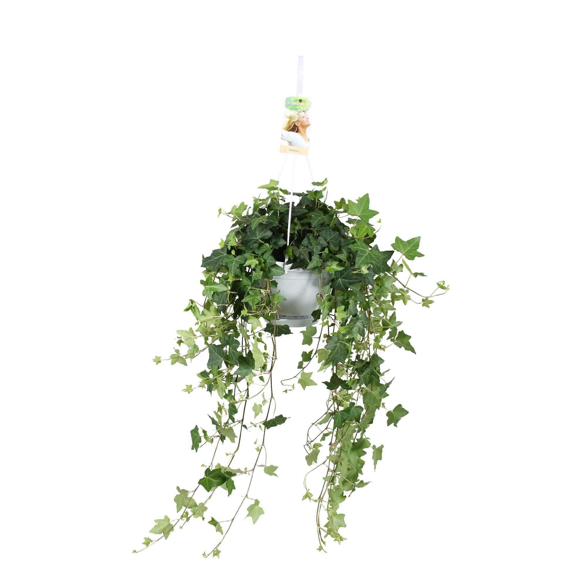 Lierre grimpant Hedera 'Pittsburgh'  - Plante suspendue - Image 3