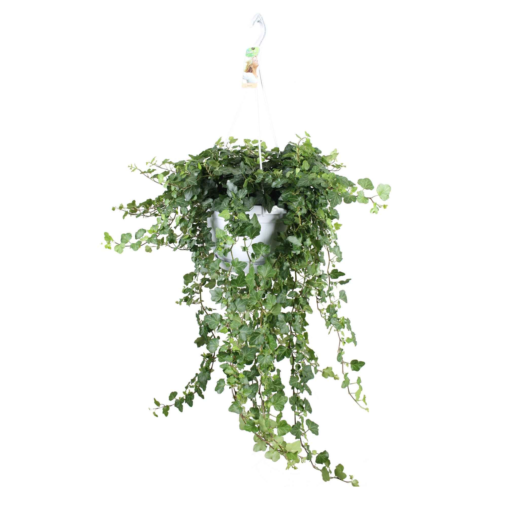 Lierre grimpant Hedera 'Wonder' - Plante suspendue - Image 3