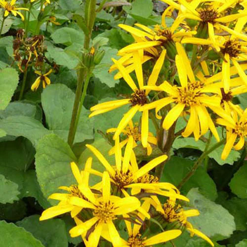 Ligulaire Gregynog Gold