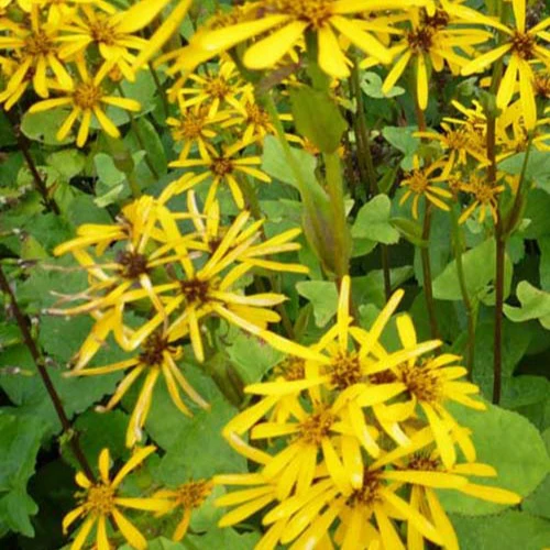 Ligulaire hessei