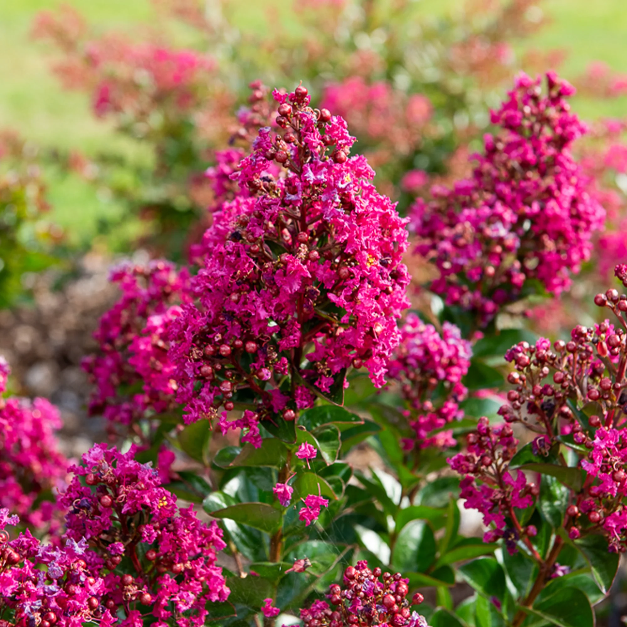 Lilas des Indes Berry Dazzle®