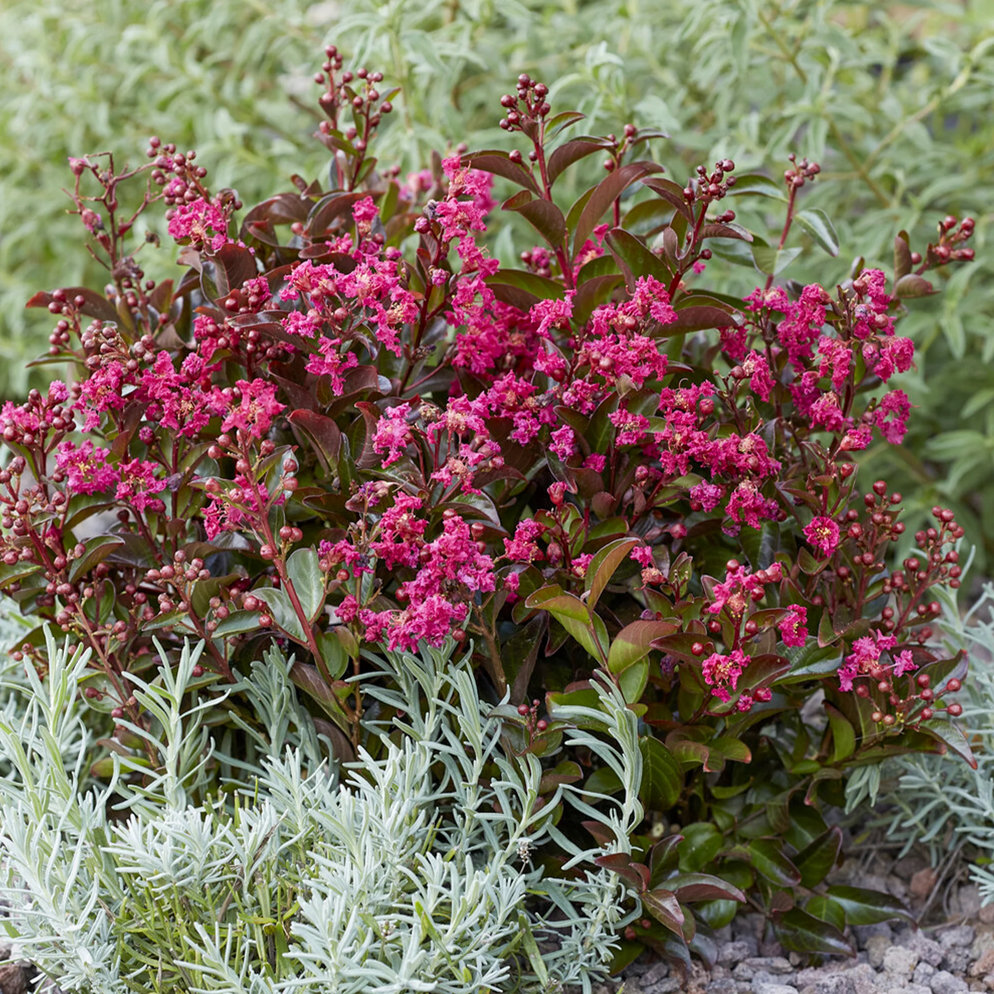 Lilas des Indes Berry Dazzle® - Image 2