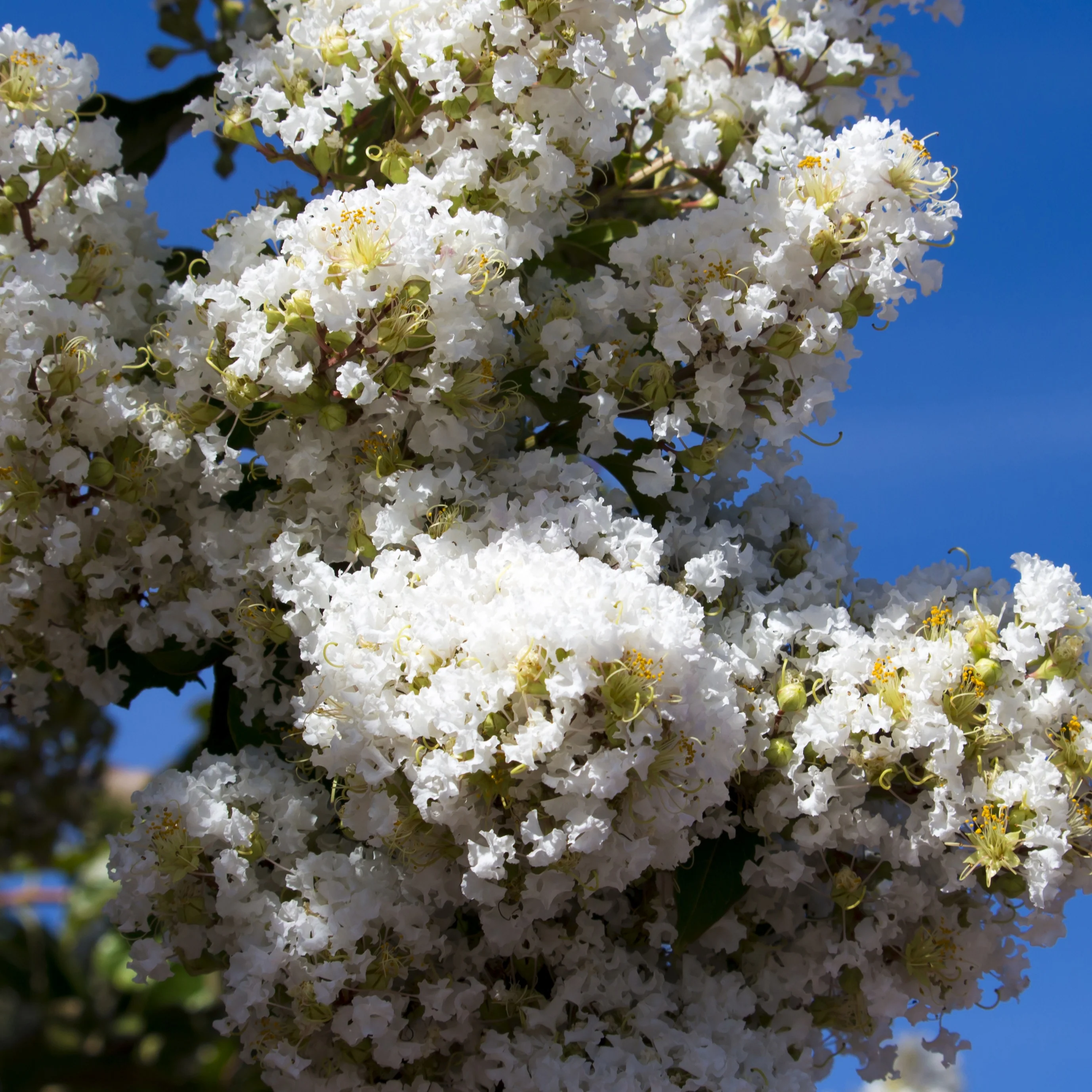 Lilas des Indes blanc - Image 2
