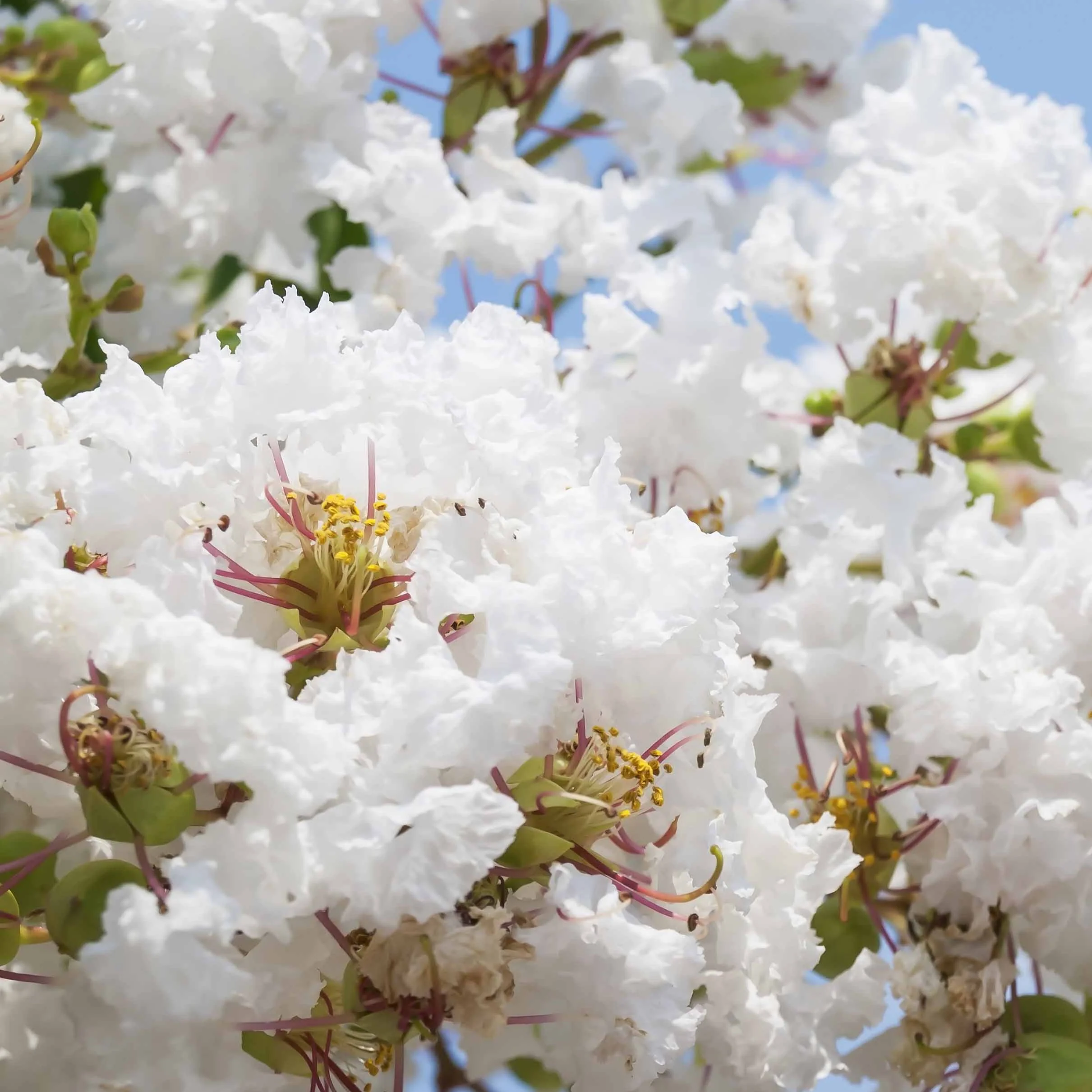 Lilas des Indes blanc - Image 3