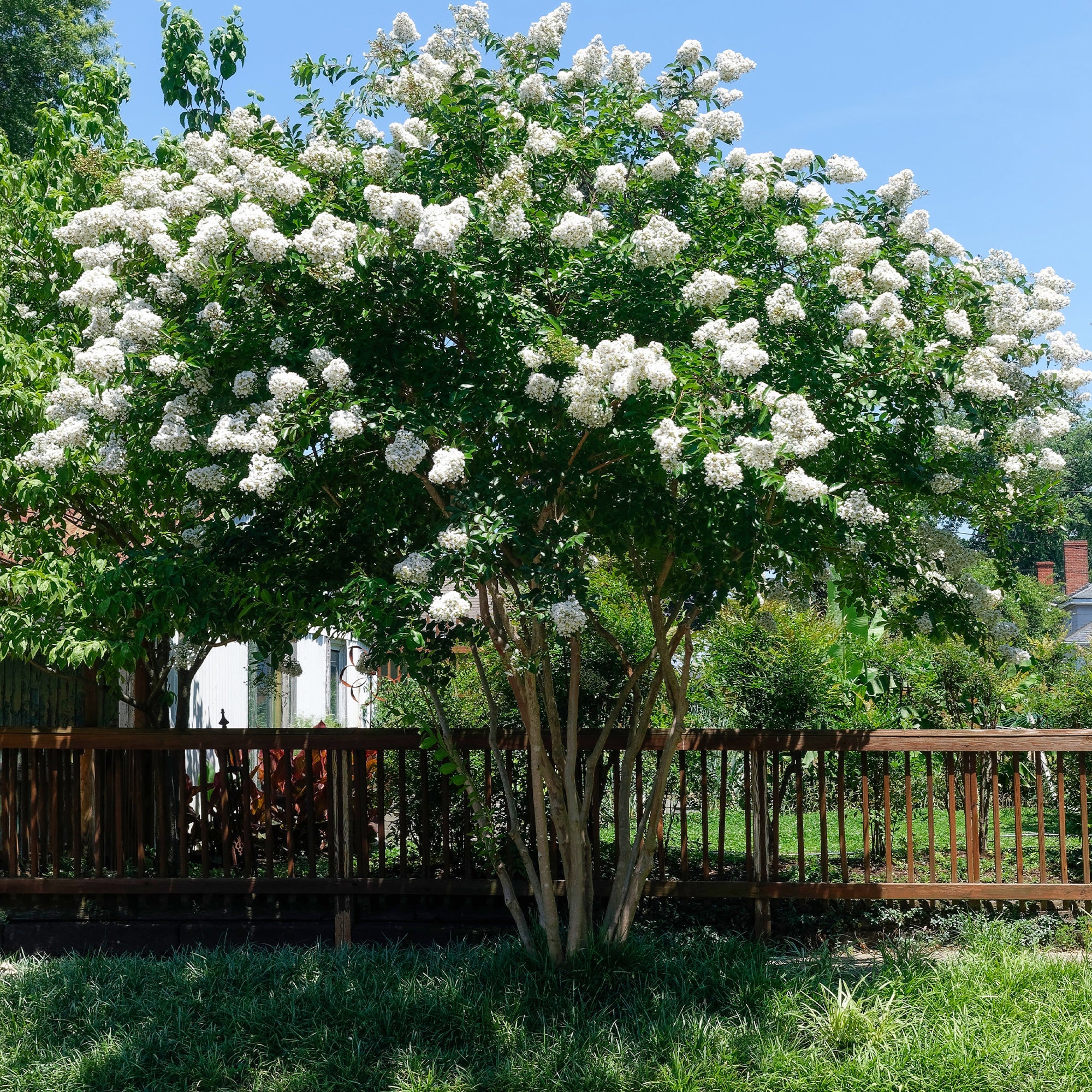 Lilas des Indes blanc - Image 4