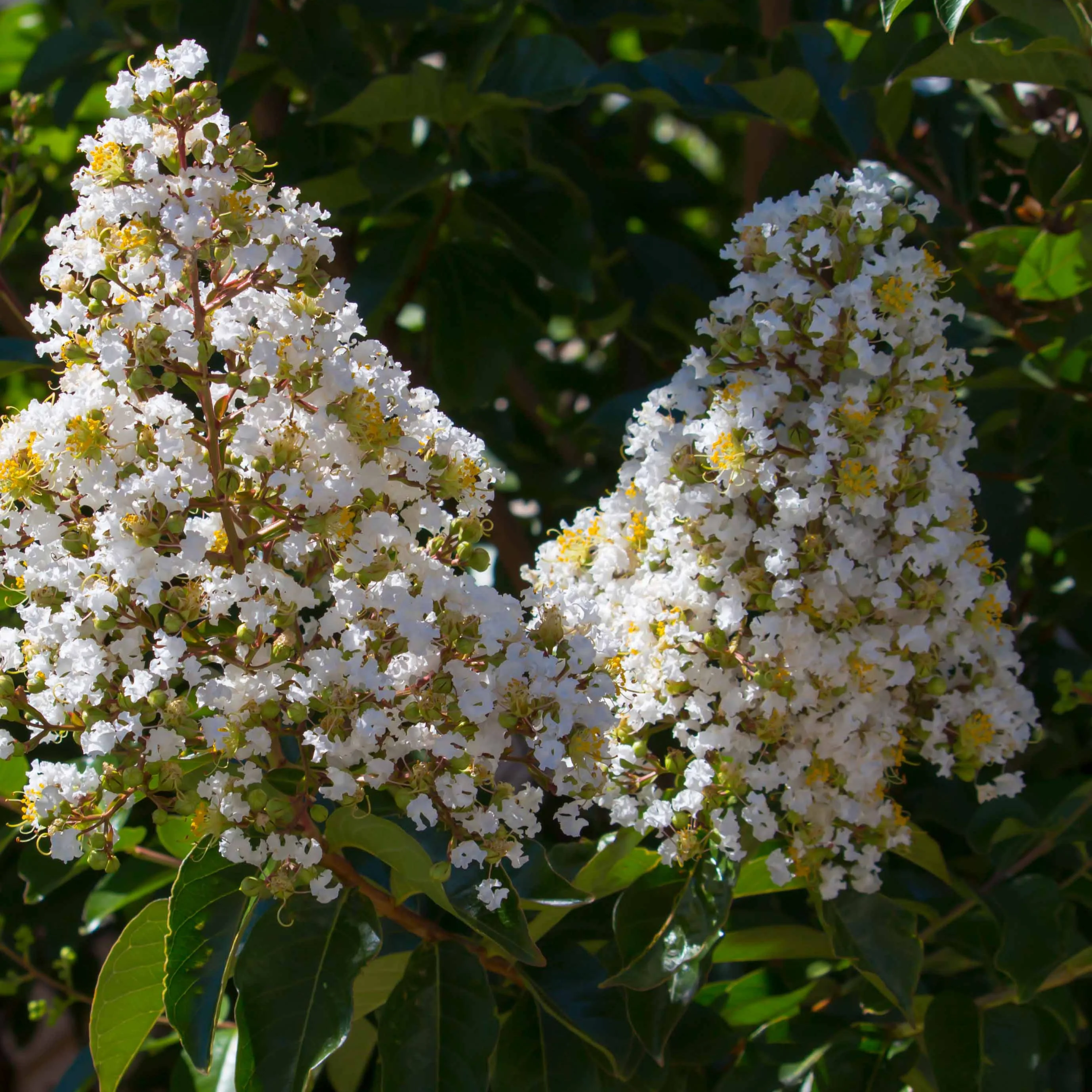 Lilas des Indes blanc - Image 5