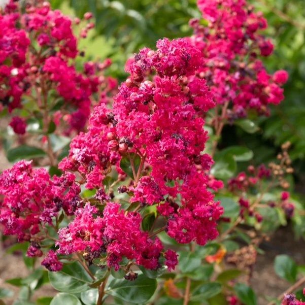 Lilas des Indes Braise d'été ® Indybra - Image 2