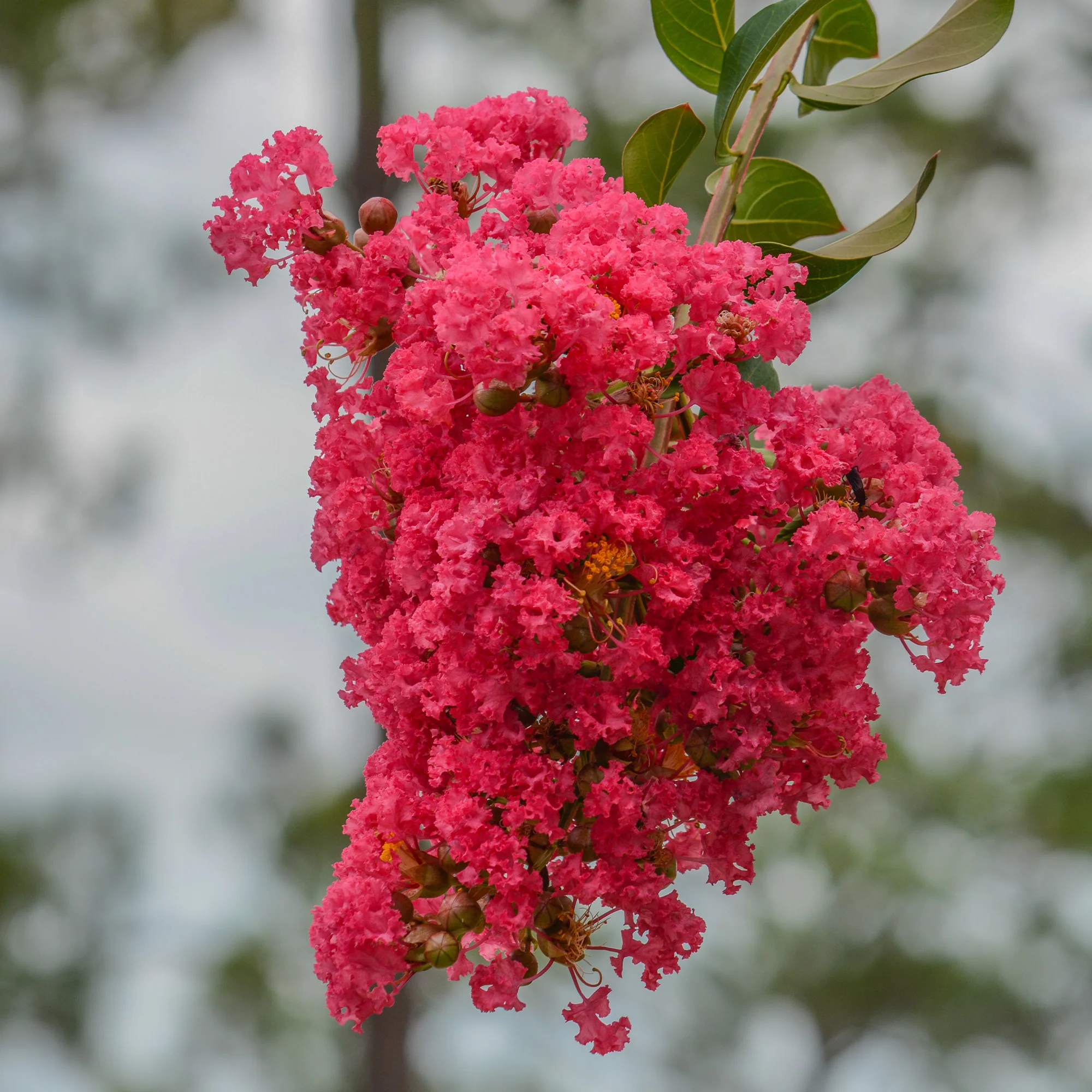 Lilas des Indes Dynamite - Image 2