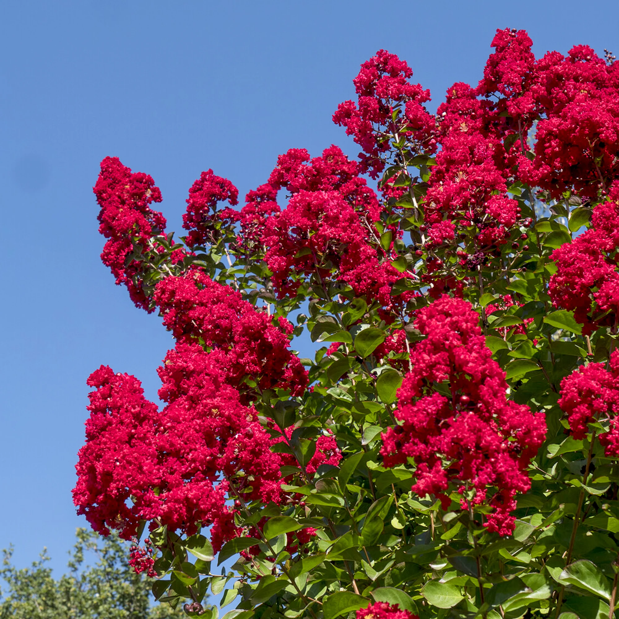 Lilas des Indes Dynamite - Image 3