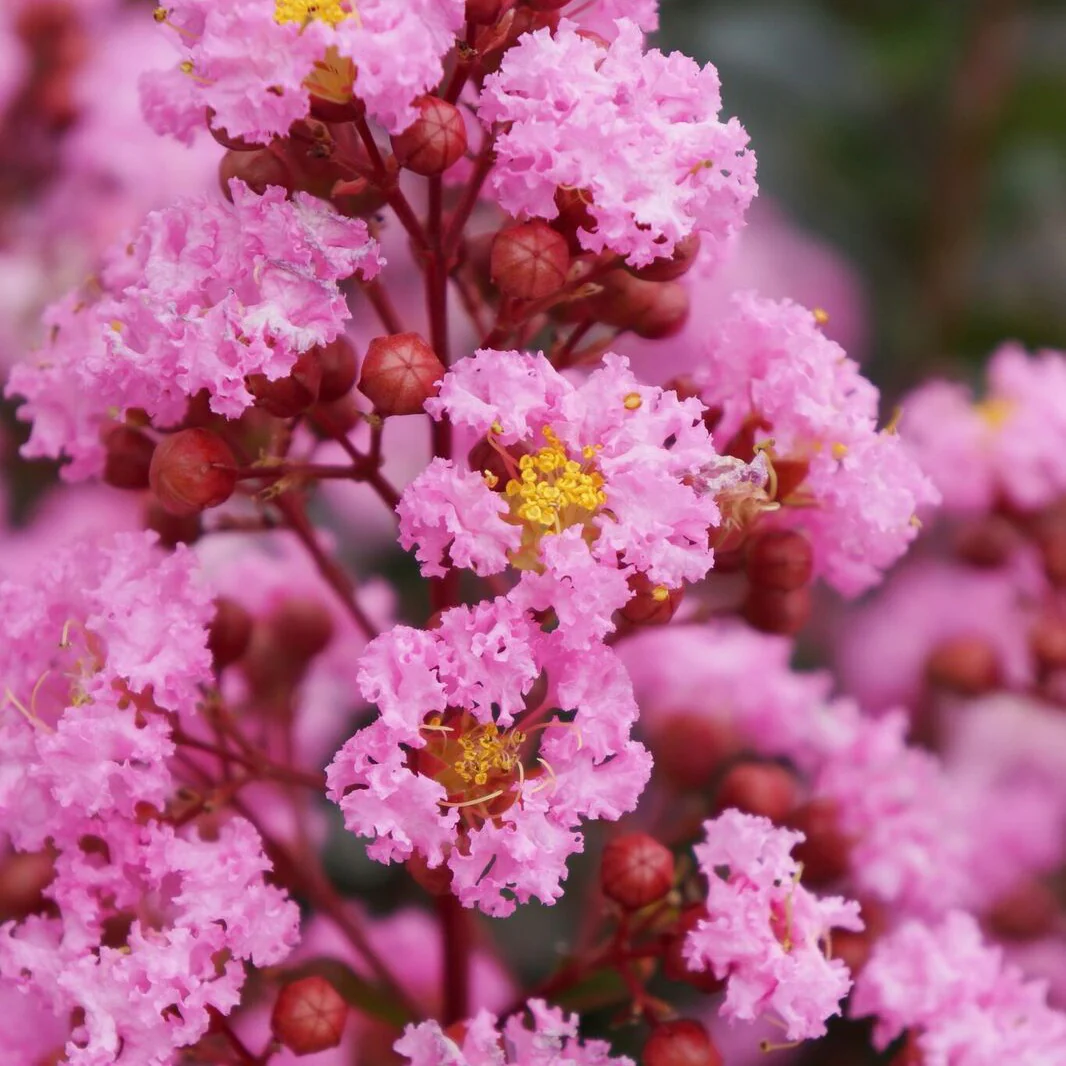 Lilas des indes Eveline - Image 2