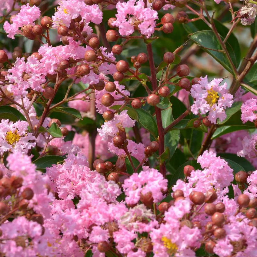 Lilas des indes Eveline - Image 3