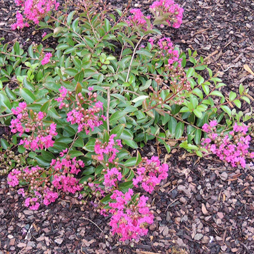 Lilas des Indes Lilas d'été Mimie® Fuchsia
