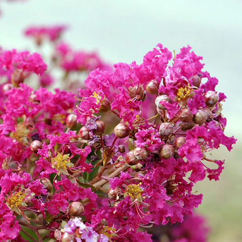 Lilas des Indes Lilas d'été Mimie® Fuchsia - Image 2