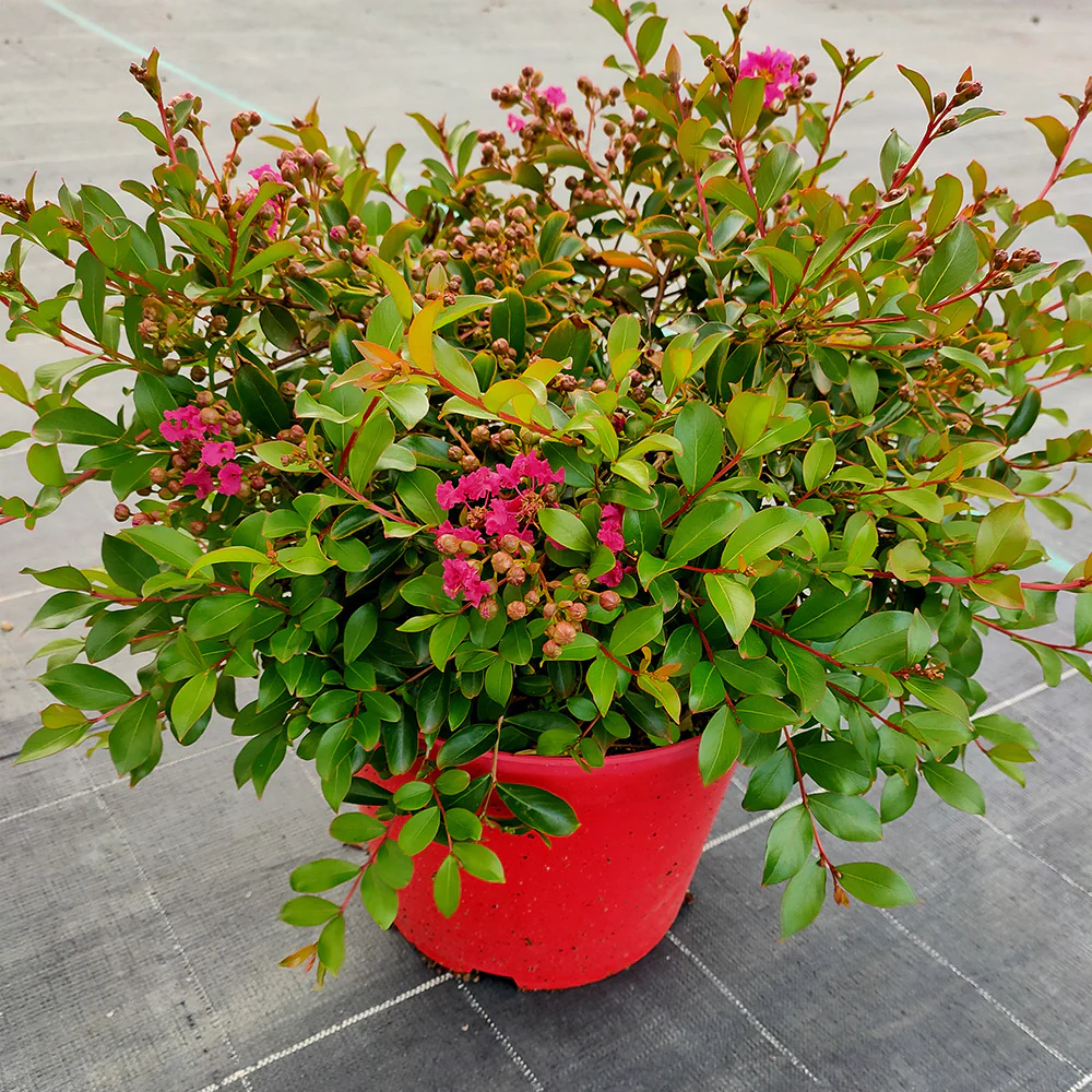 Lilas des Indes Lilas d'été Mimie® Fuchsia - Image 3