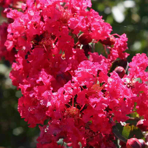 Lilas des Indes Lilas d'été Petite Red