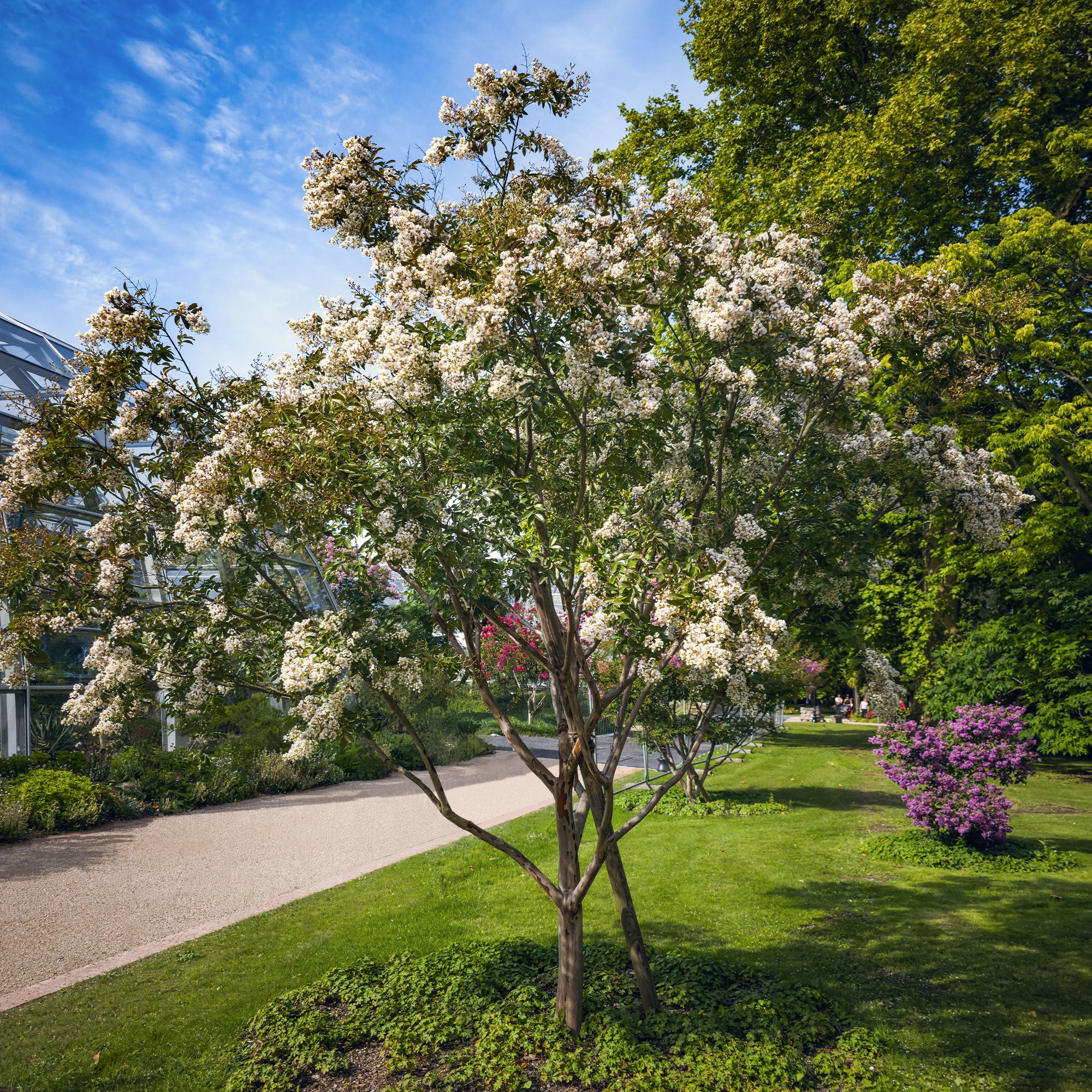 Lilas des indes Natchez
