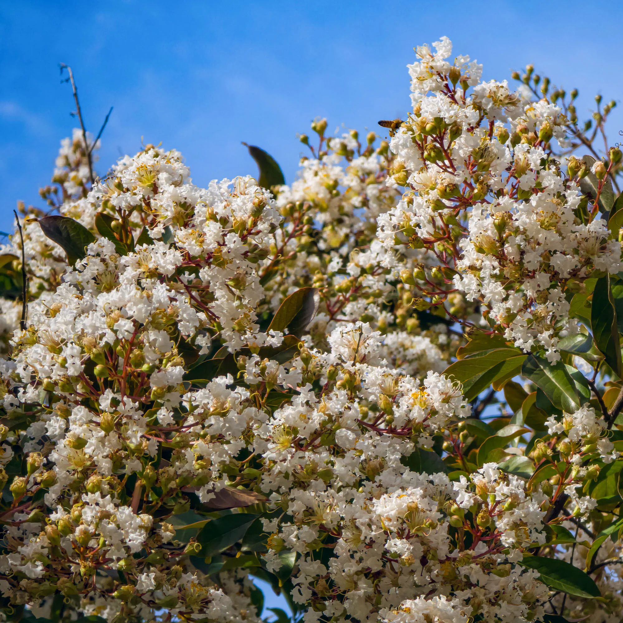 Lilas des indes Natchez - Image 2