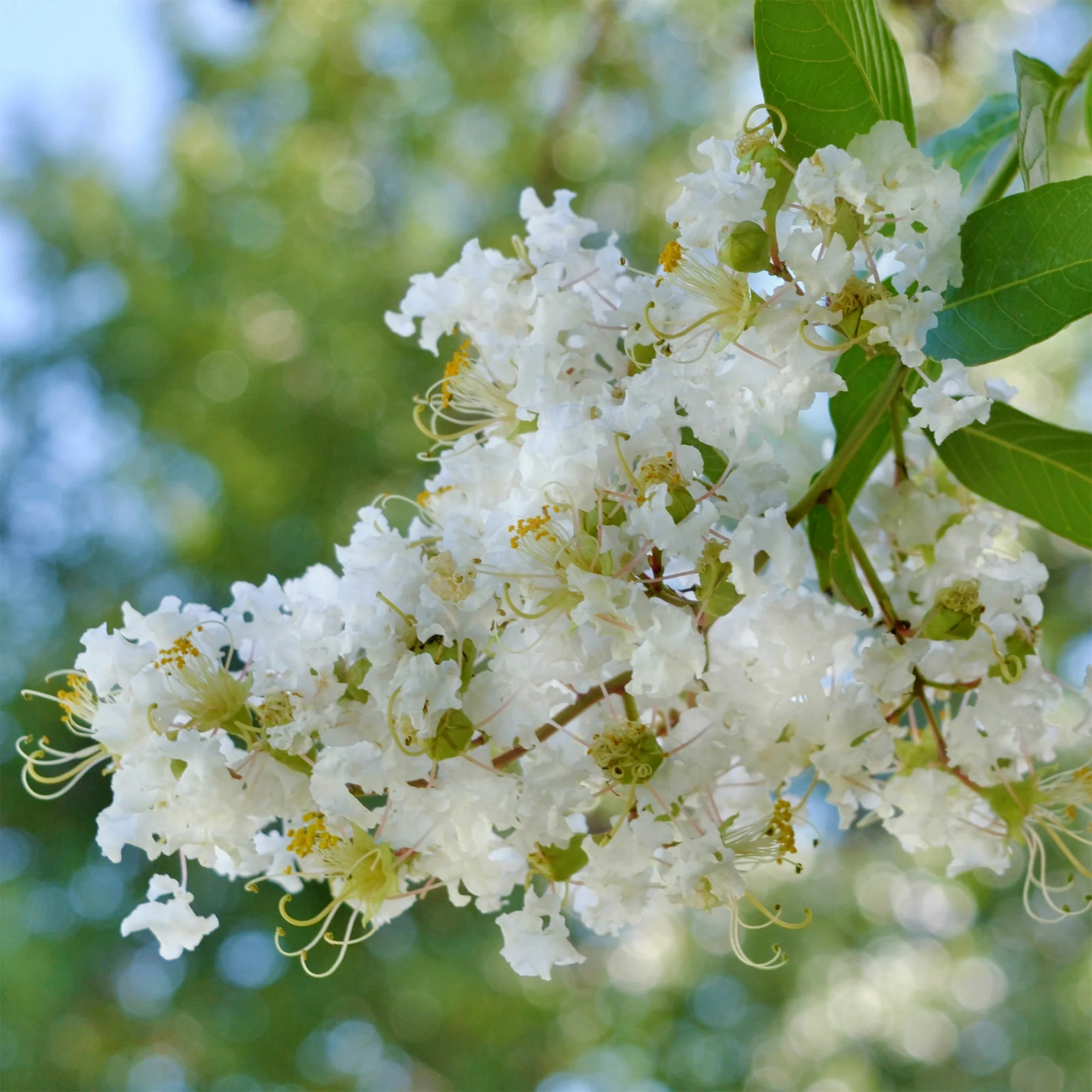 Lilas des indes Natchez - Image 3