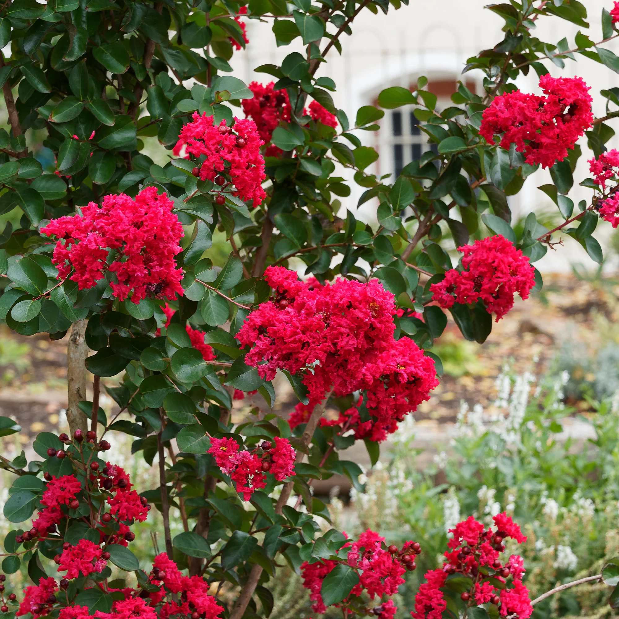 Lilas des Indes Red Rocket