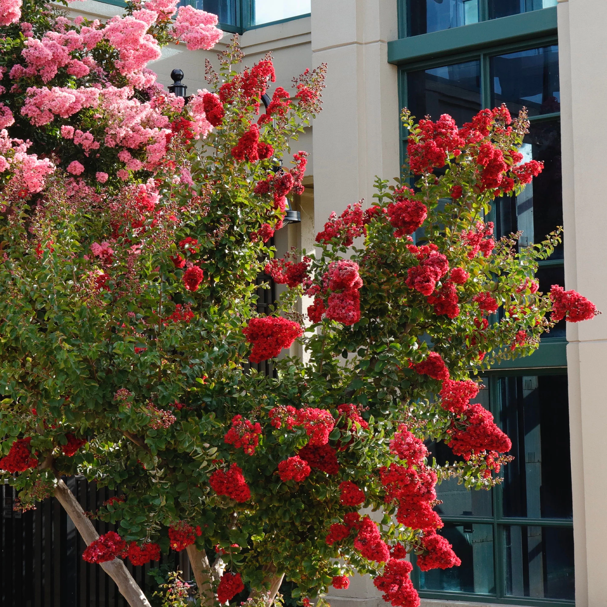 Lilas des Indes Red Rocket - Image 2