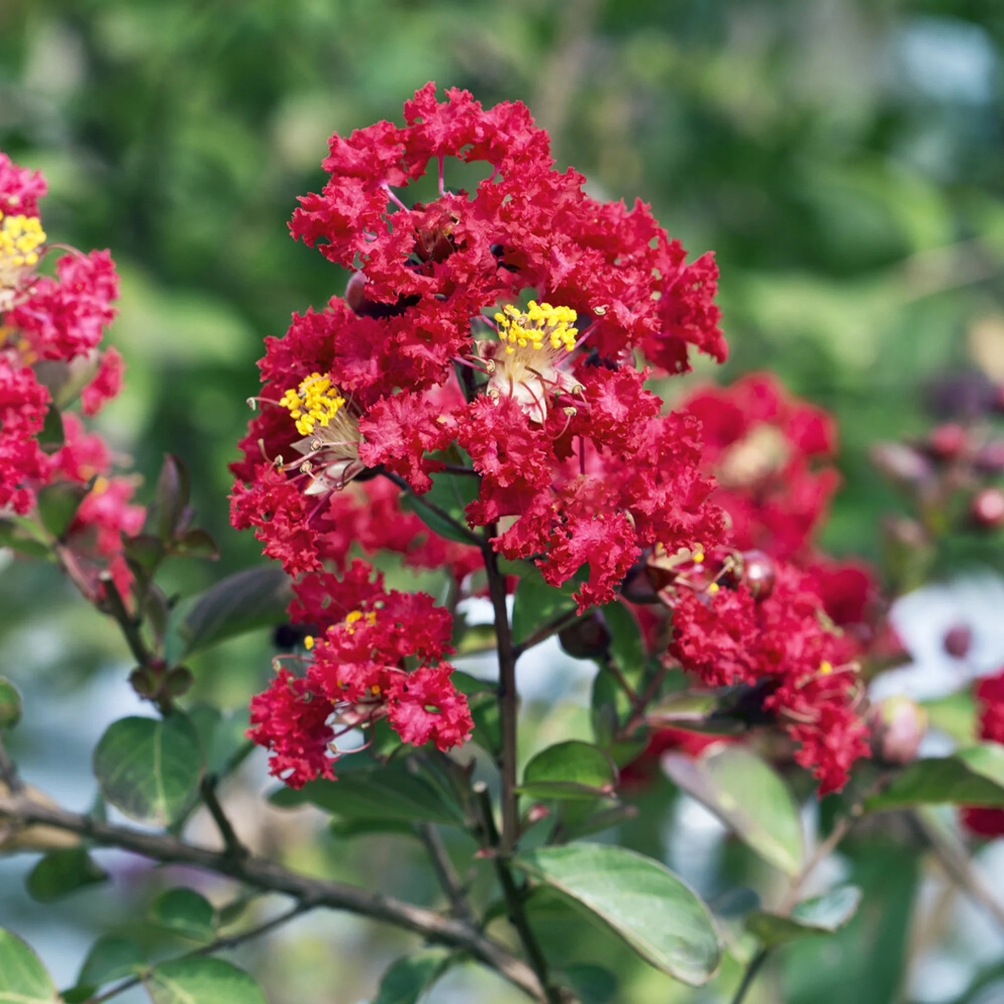 Lilas des Indes Red Rocket - Image 3
