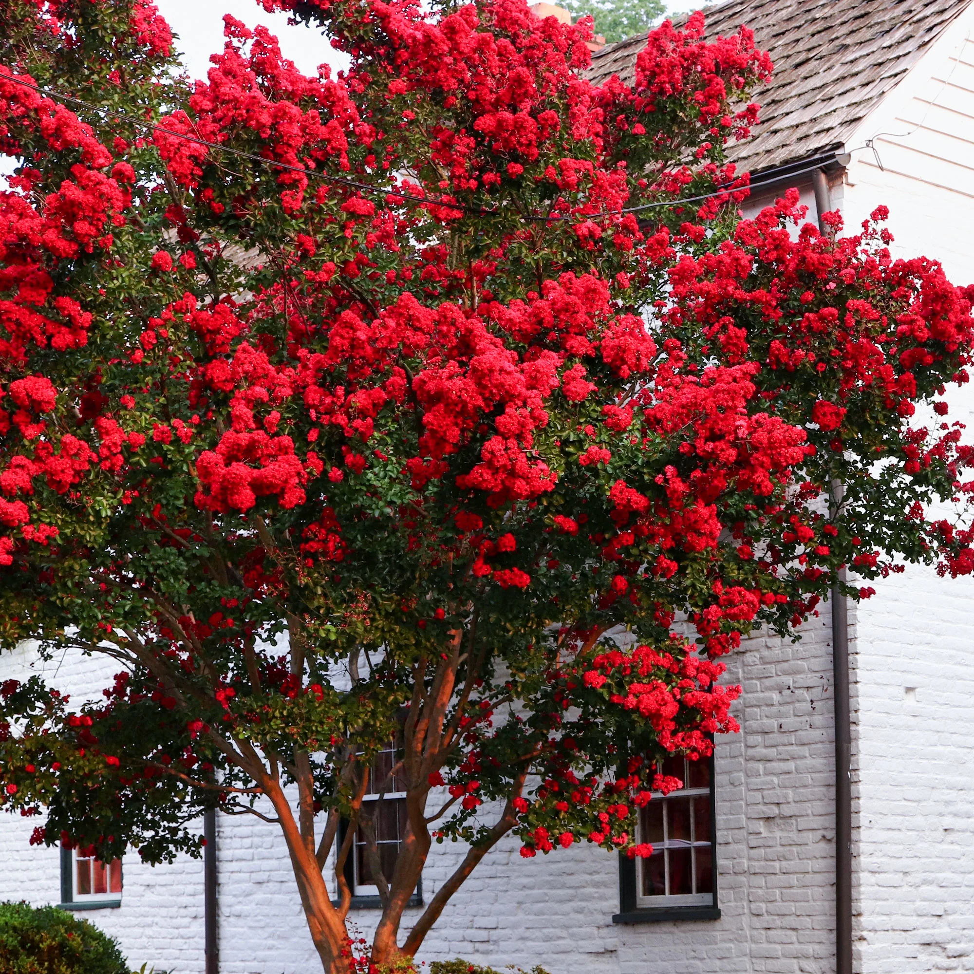 Lilas des Indes Red Rocket - Image 4