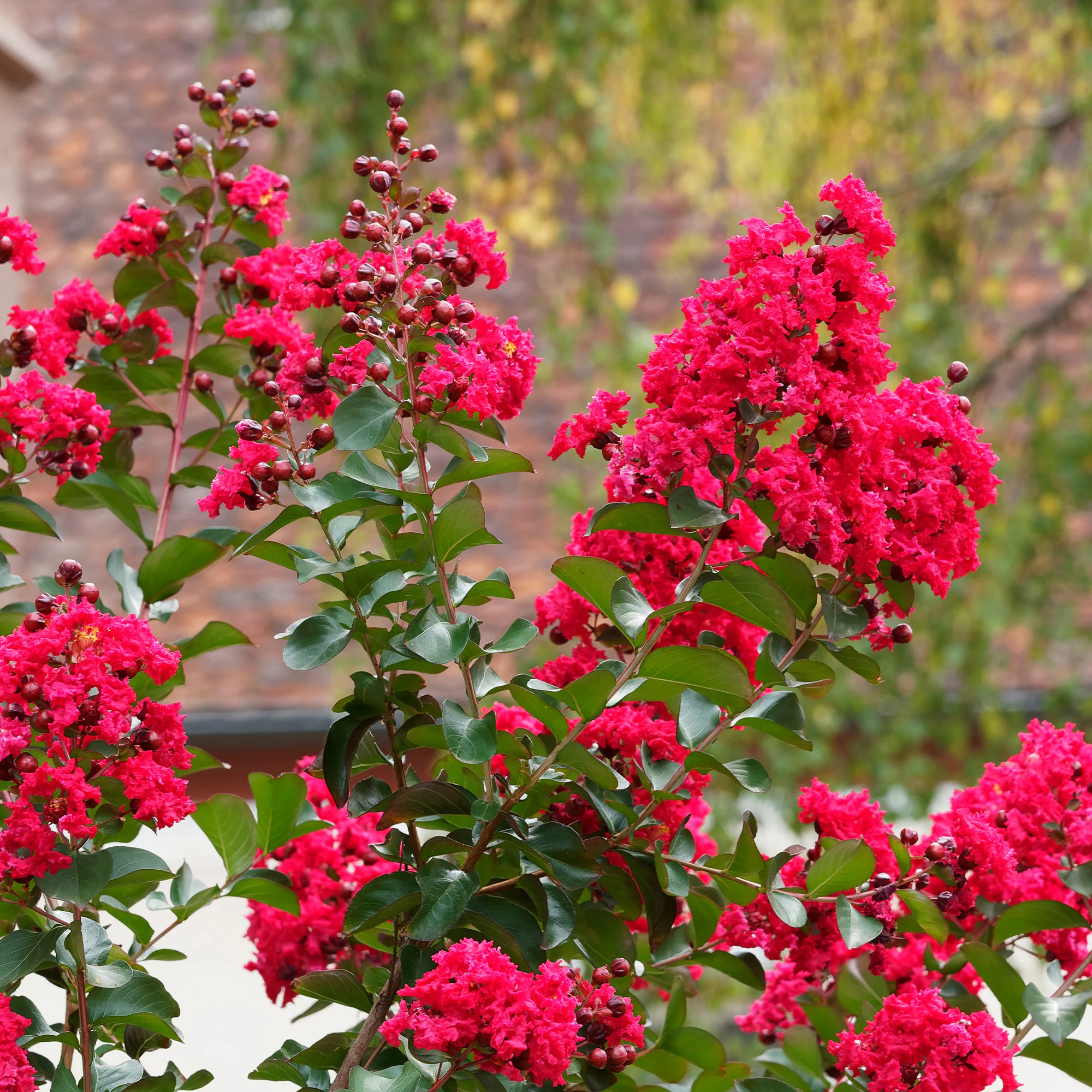 Lilas des Indes Red Rocket - Image 5