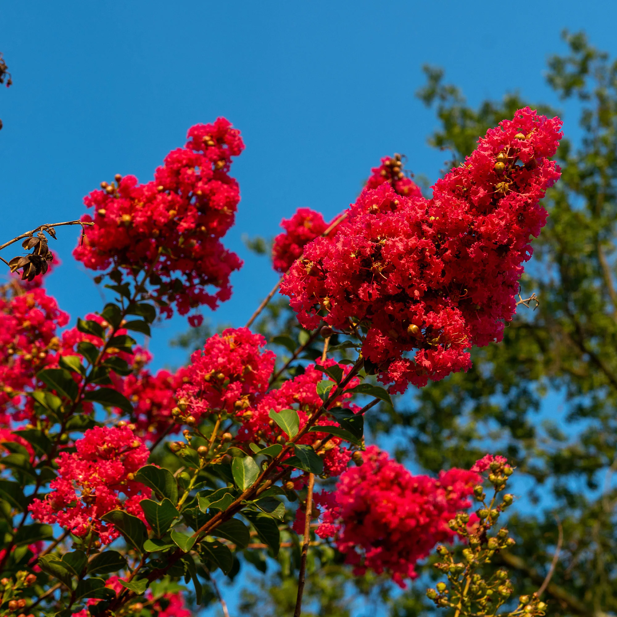 Lilas des Indes Red Rocket - Image 6