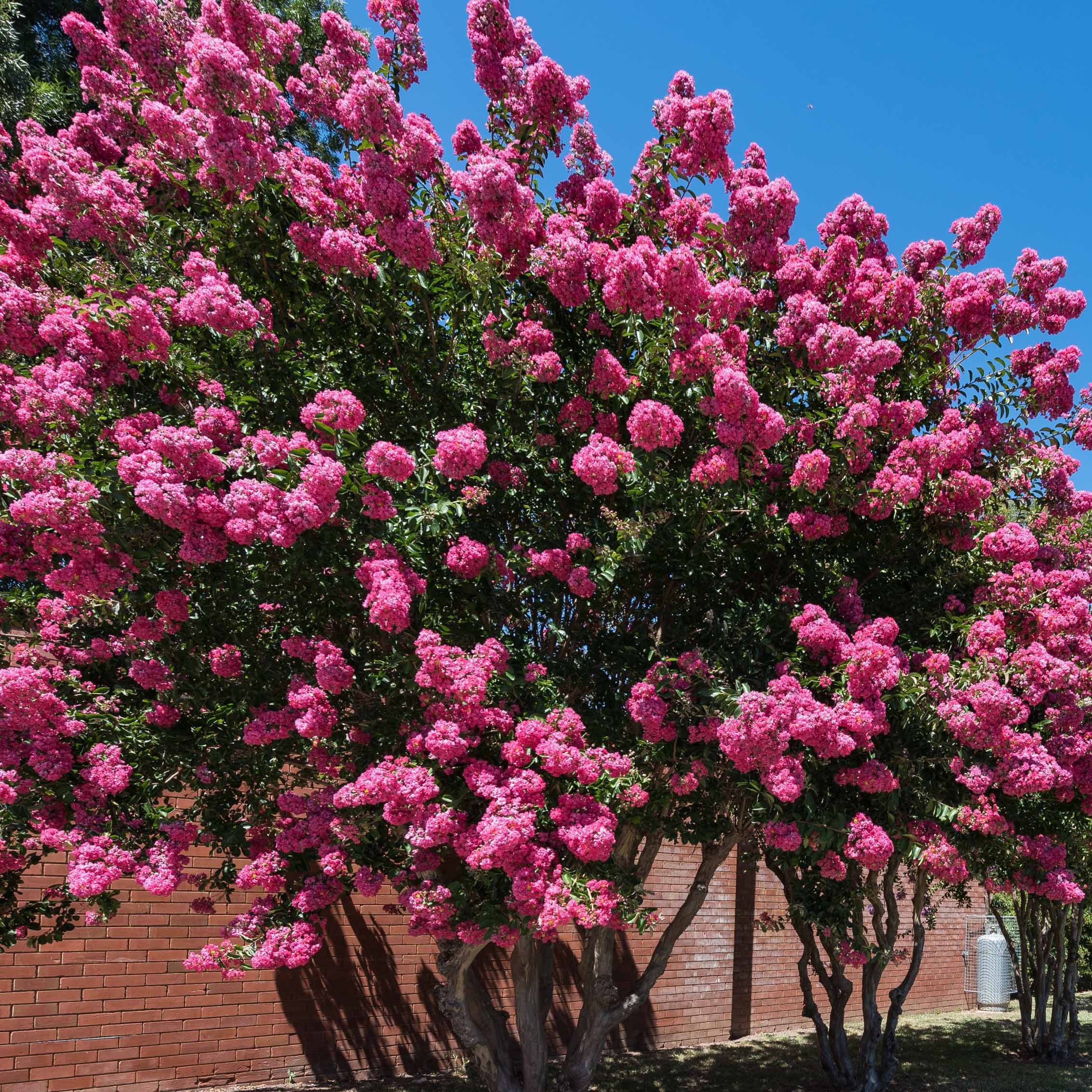 Lilas des Indes rose