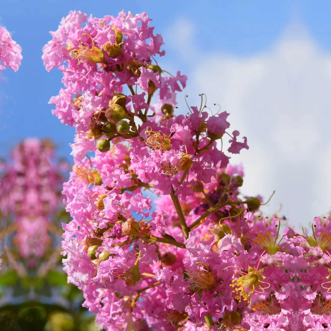 Lilas des Indes rose - Image 2
