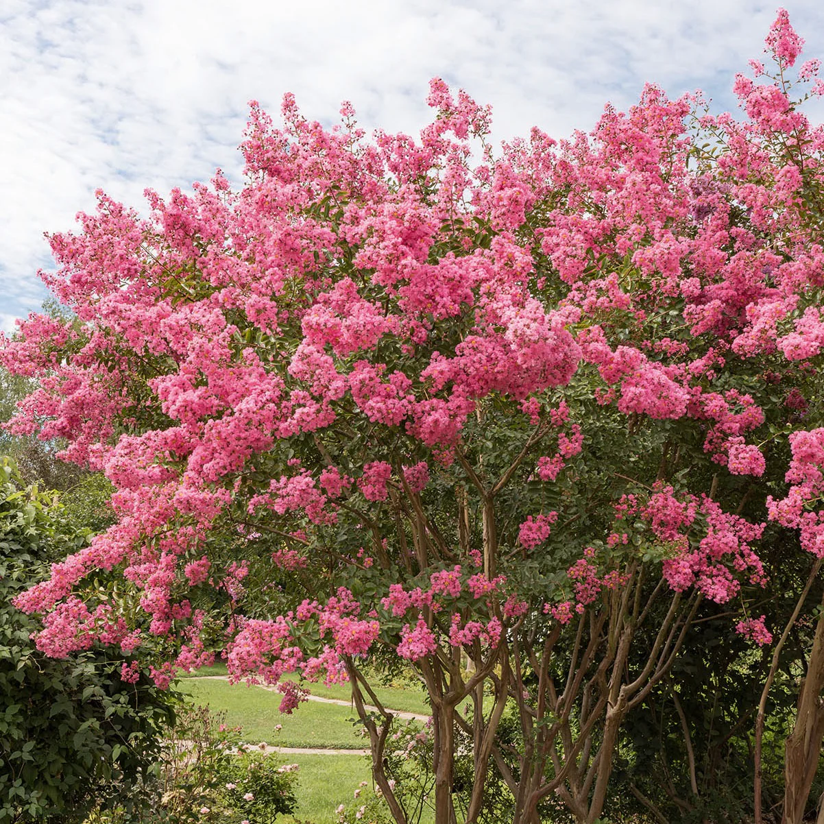 Lilas des Indes rose - Image 3