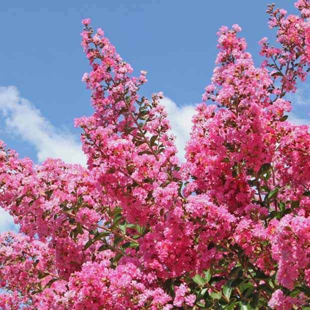 Lilas des Indes rose - Image 4