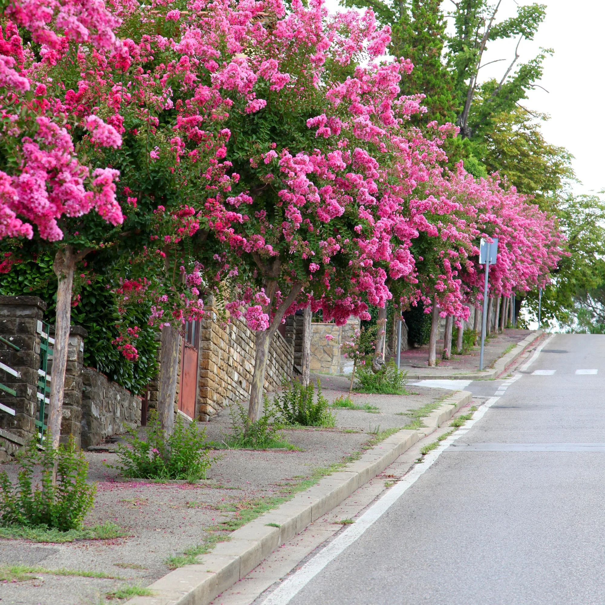 Lilas des Indes rose - Image 6