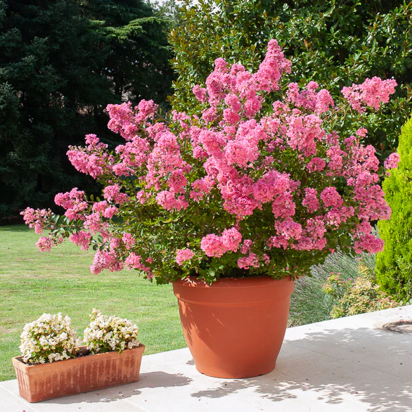 Lilas des Indes rose - Image 8