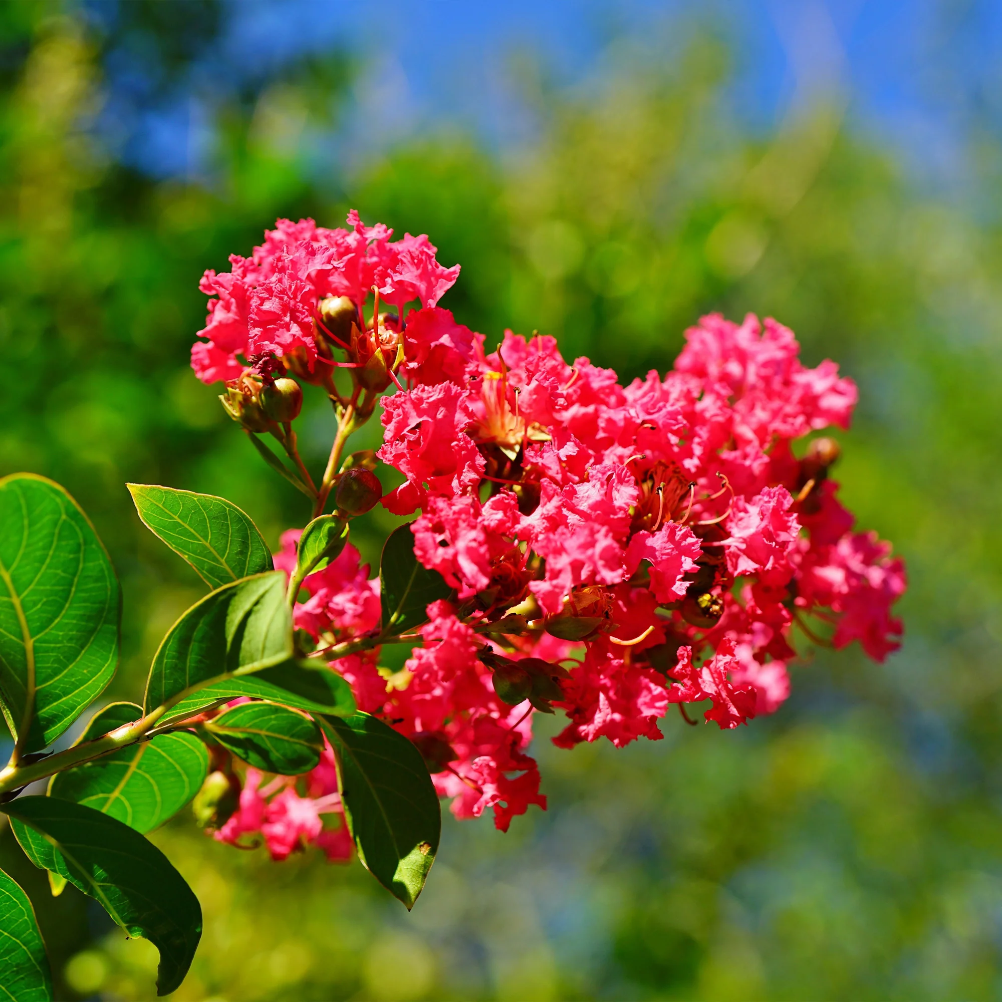 Lilas des Indes rouge - Image 2