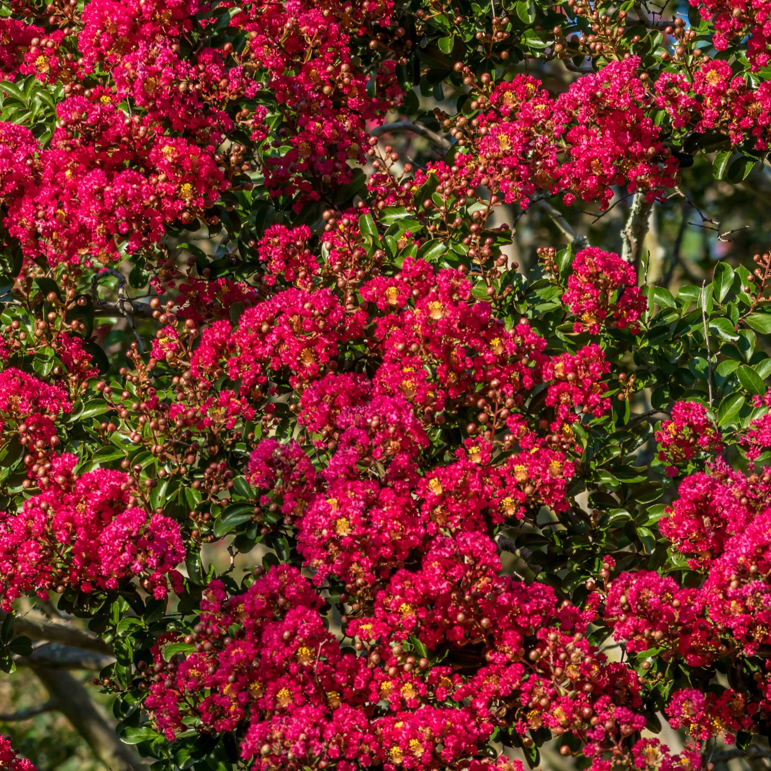 Lilas des Indes rouge - Image 3