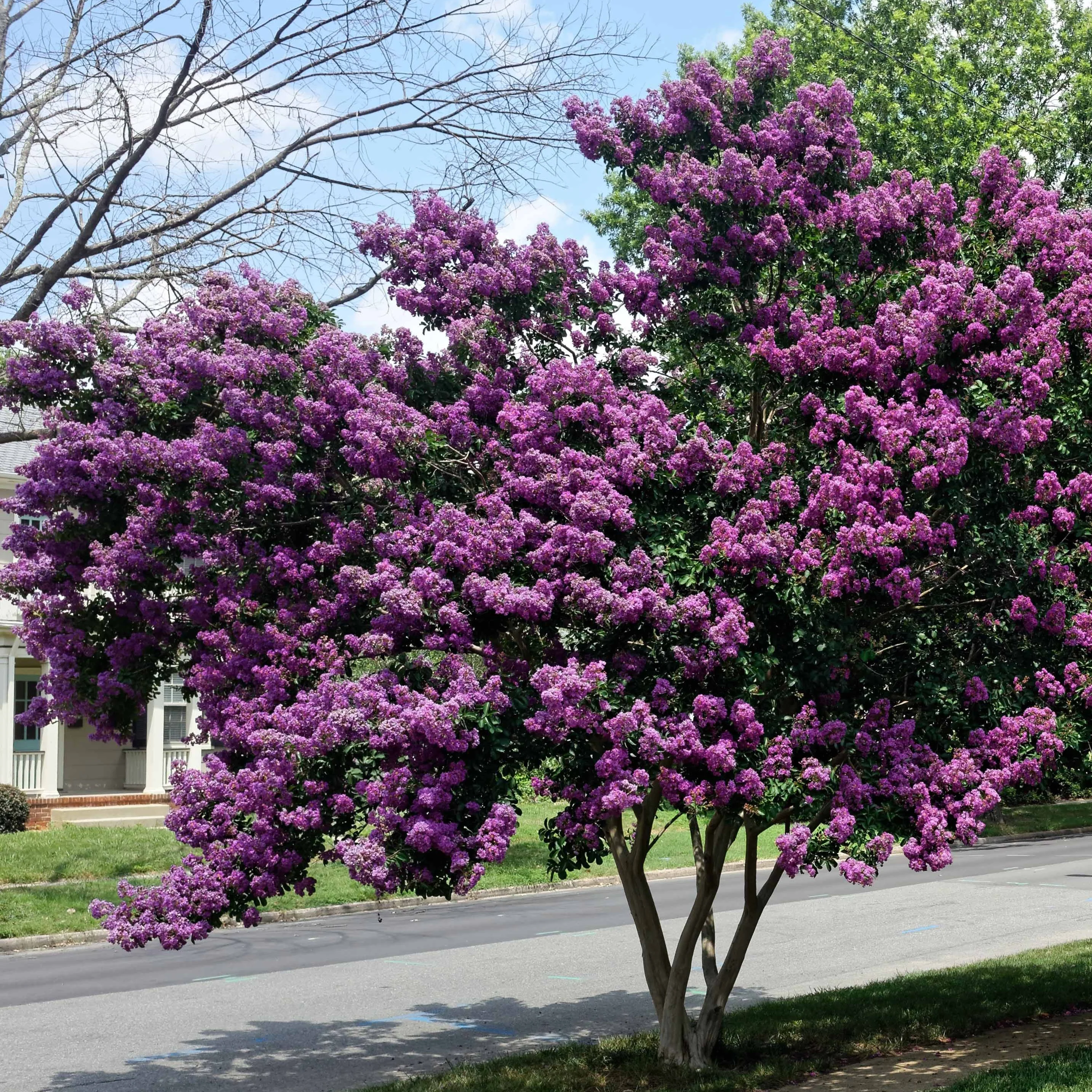 Lilas des Indes violet