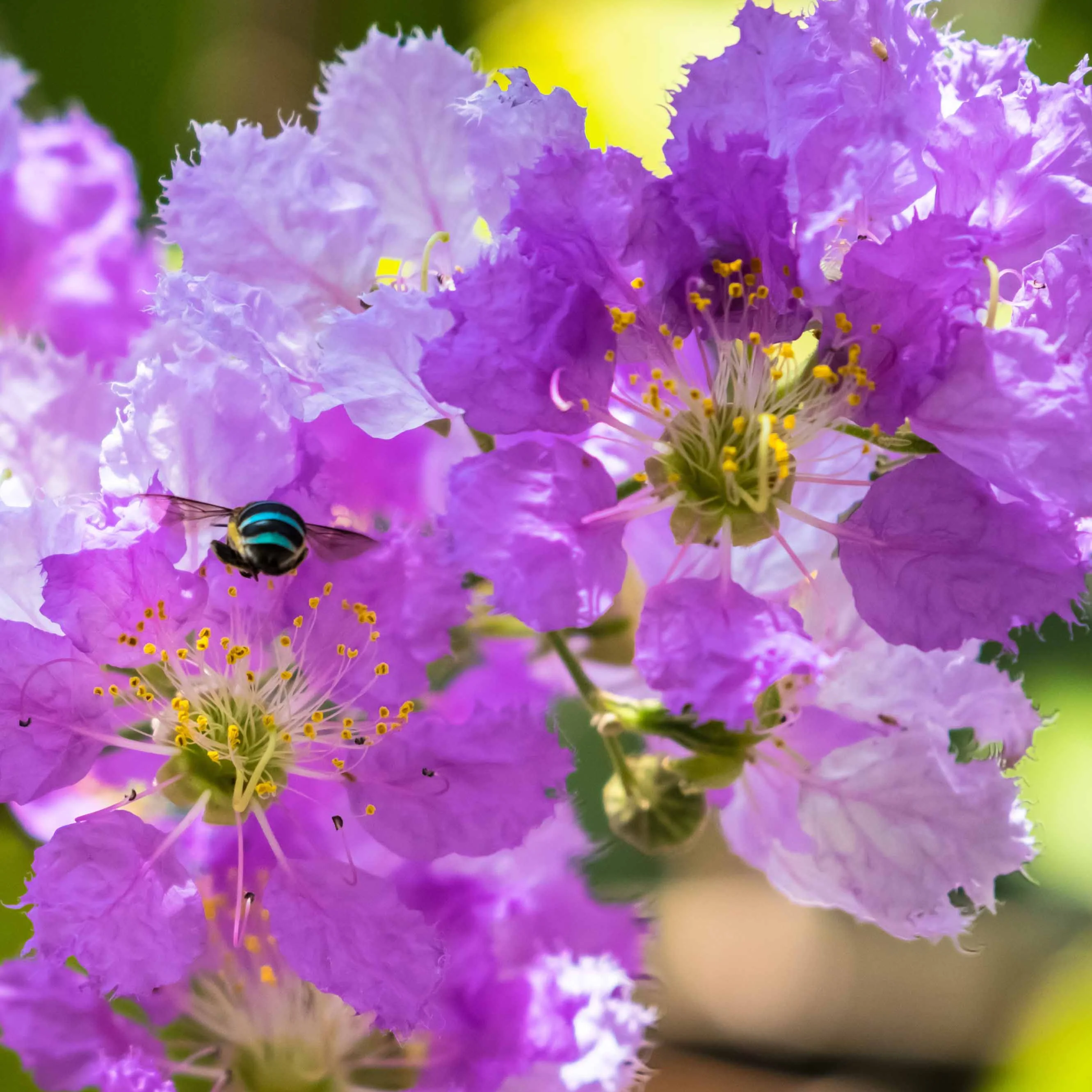 Lilas des Indes violet - Image 2