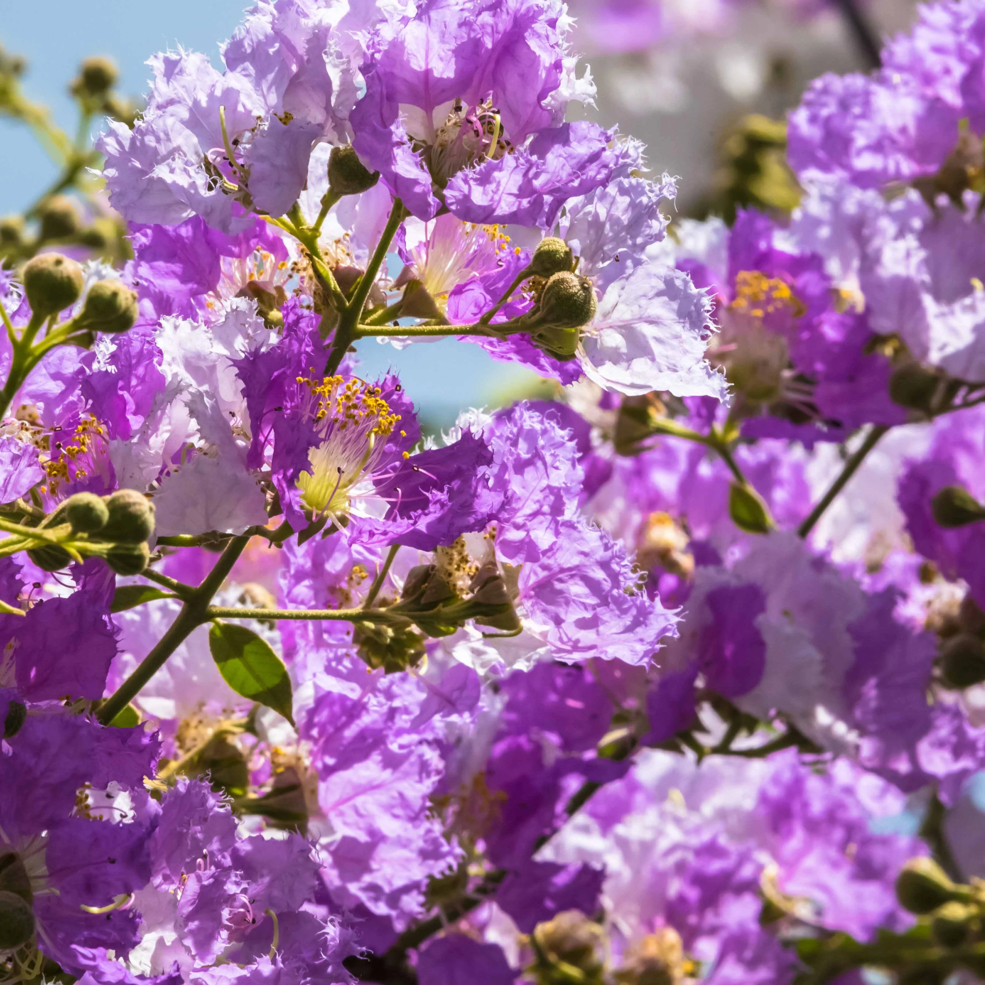 Lilas des Indes violet - Image 3