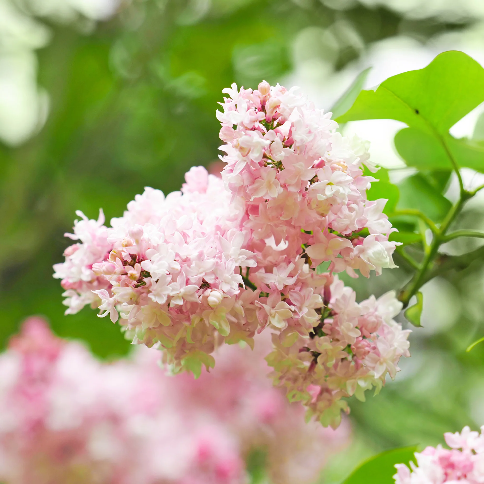 Lilas double Beauty of Moscow - Image 2