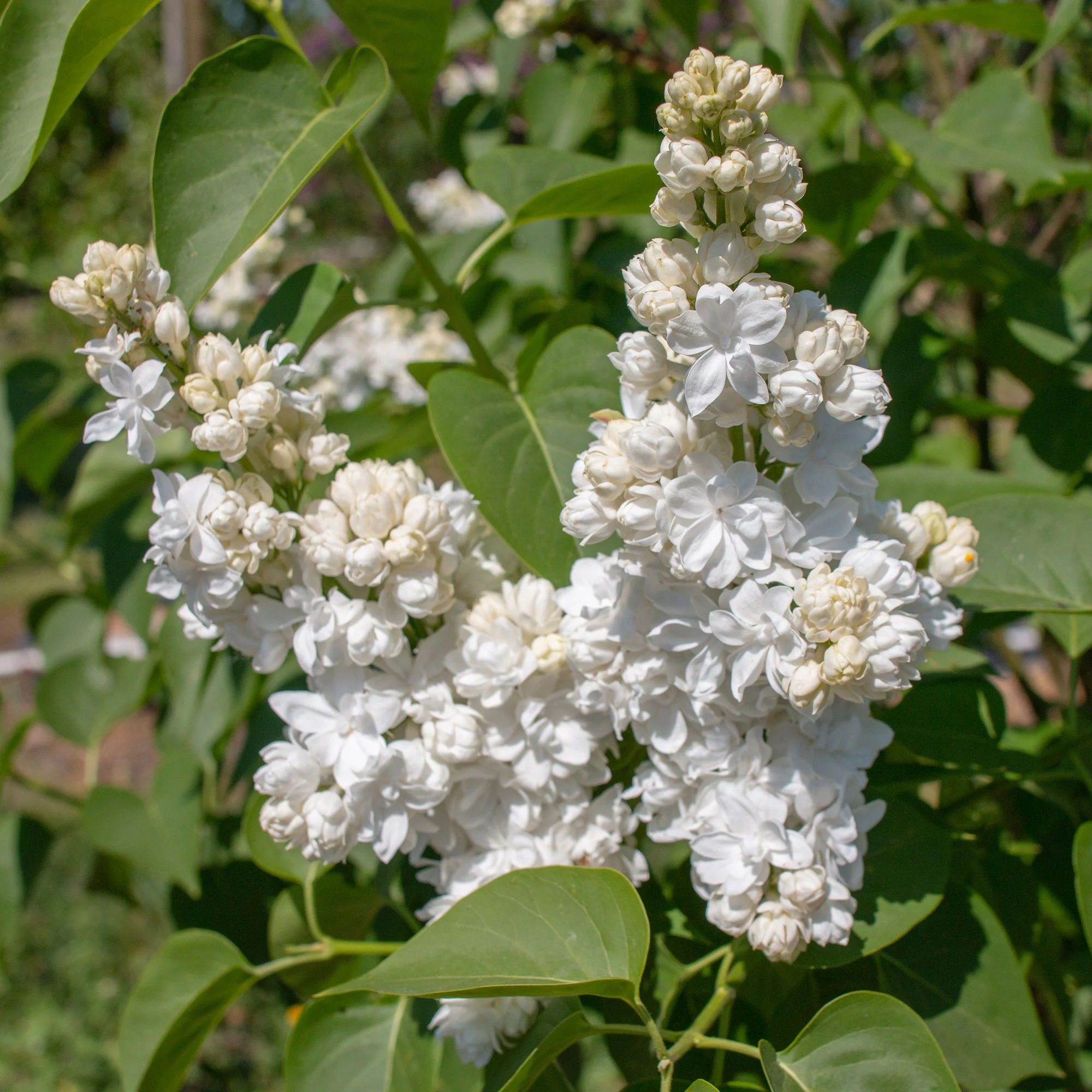 Lilas double blanc
