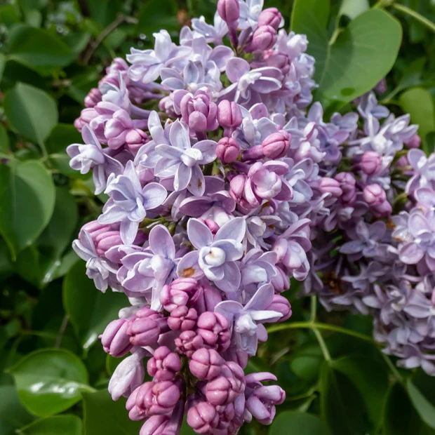 Lilas double bleu