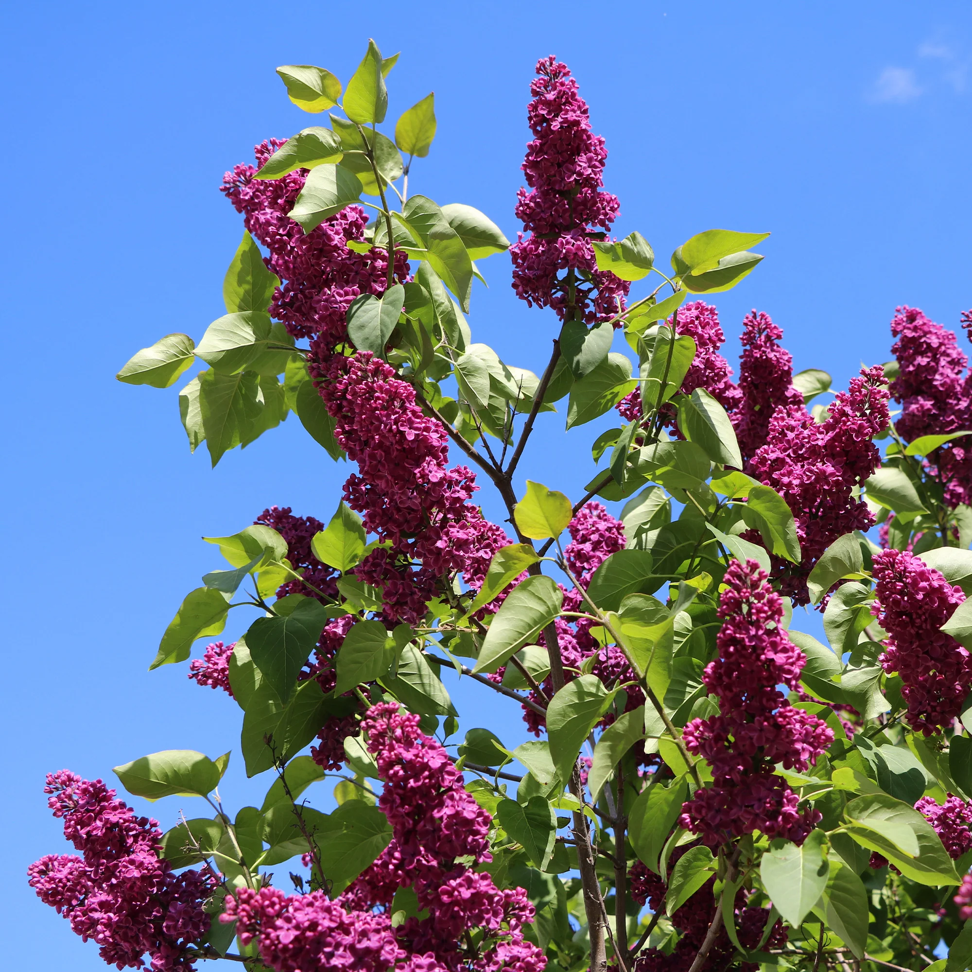 Lilas double rouge